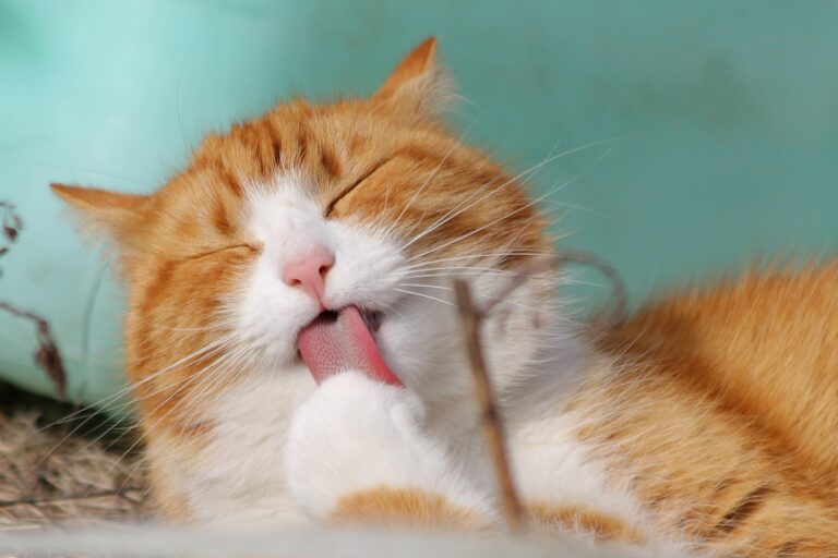 Mehr über den Artikel erfahren Katzen