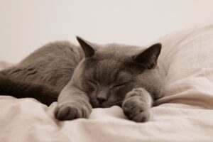 Mehr über den Artikel erfahren KATZEN🐈😺