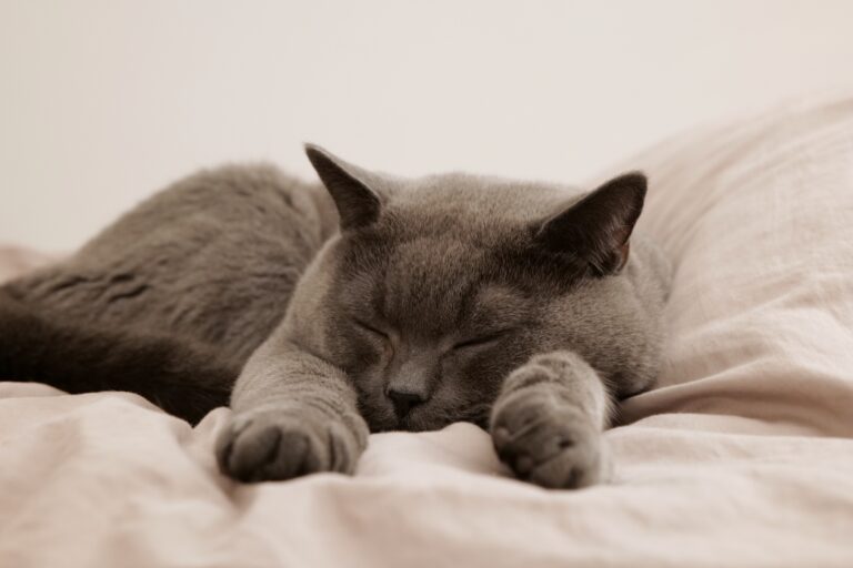 Mehr über den Artikel erfahren KATZEN🐈😺